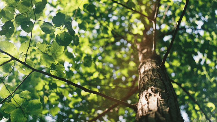 looking up a tree trunk and sunlight filtering through the leaves