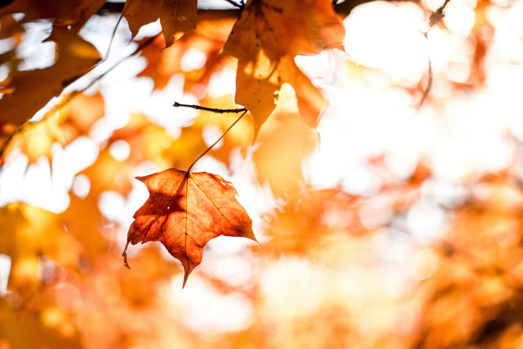 Autumn Equinox Collection